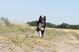 BORDER COLLIE 143